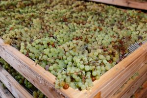 Drying grapes for making Vino Santo, Italian dessert wine
